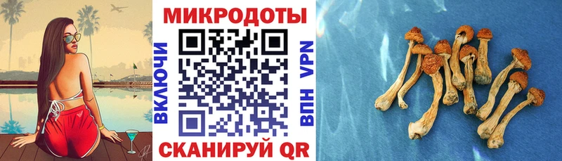 купить   Кирс  Псилоцибиновые грибы мицелий 